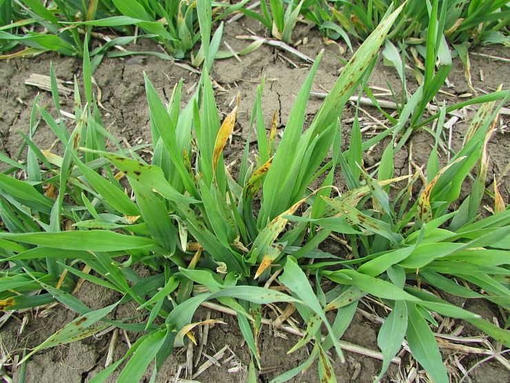 Пятнистости ячменя