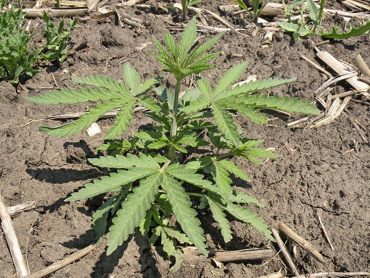 Конопля сорная