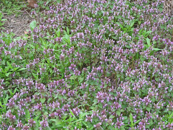 Яснотка (стеблеобъемлющая, пурпурная)