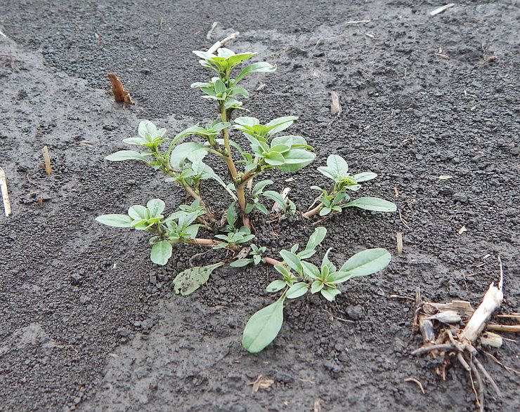 Щирица (синеватая, запрокинутая, жминдовидная)