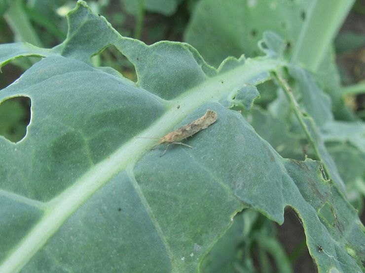 Капустная моль