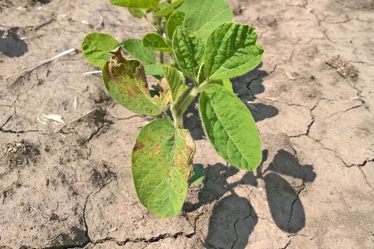 Угловатая пятнистость (бактериальный ожог) сои