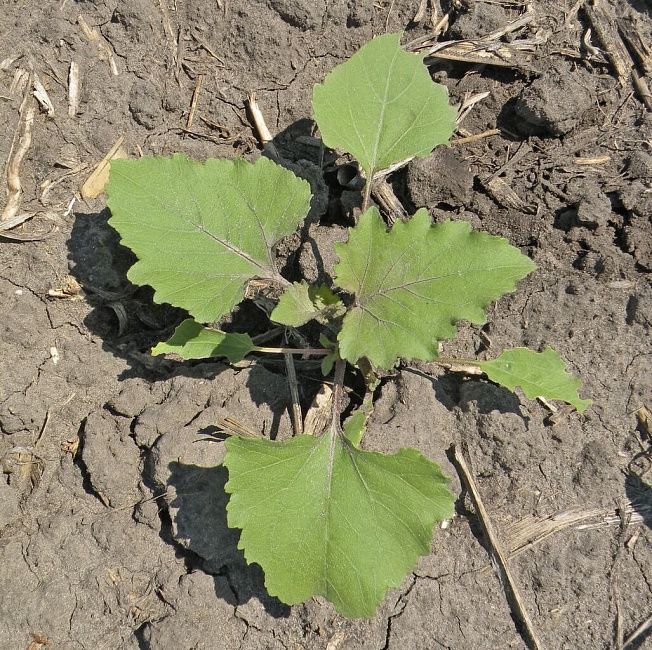 Дурнишник обыкновенный