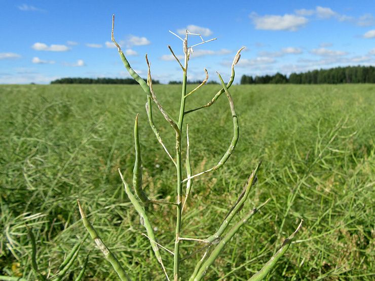 Капустная моль