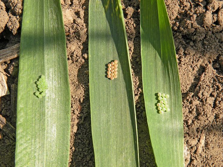 Клоп вредная черепашка