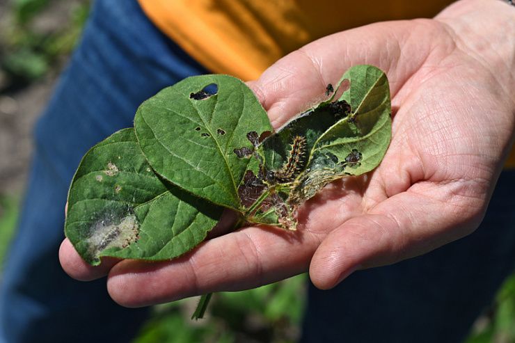 Репейница, или ванесса чертополоховая