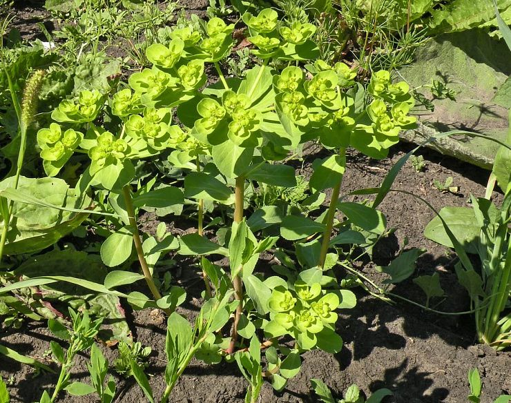 Молочай-солнцегляд