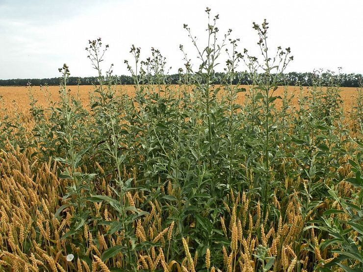 Бодяк полевой (осот розовый)