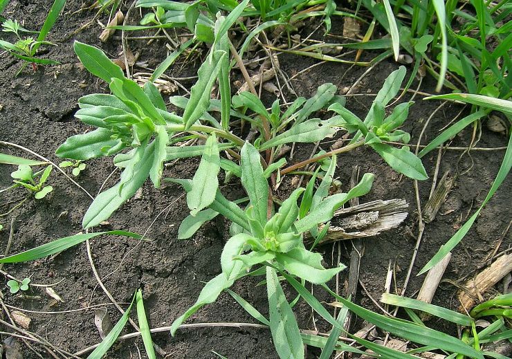 Дрёма белая