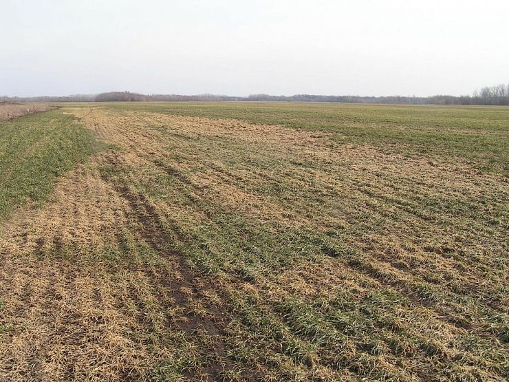 Фузариозная снежная плесень озимых