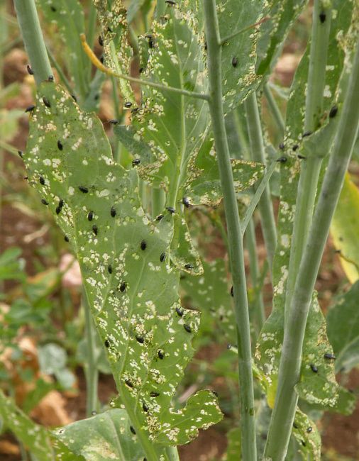 Крестоцветные блошки