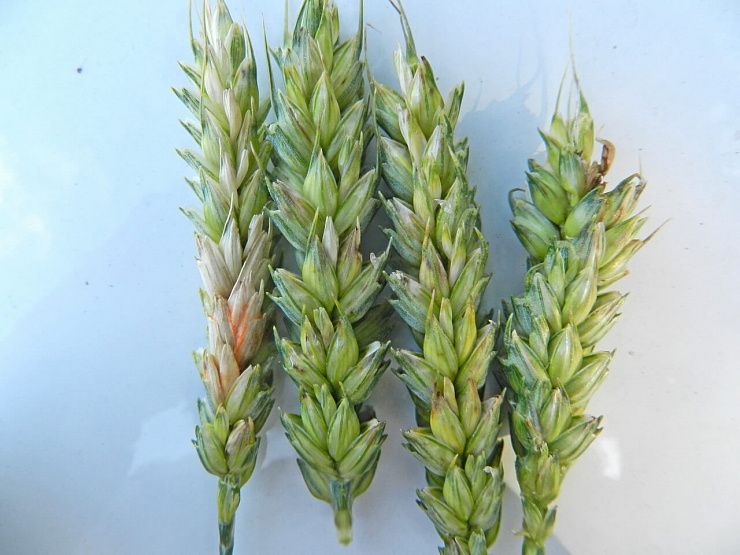 Фузариоз колоса пшеницы