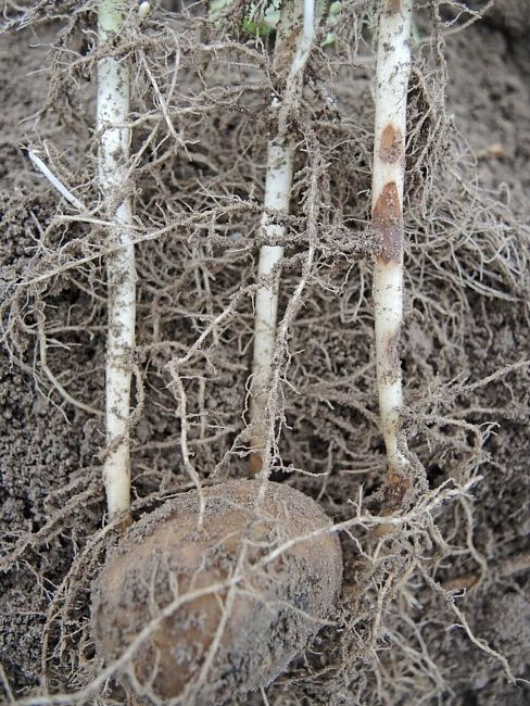 Ризоктониоз, или черная парша картофеля