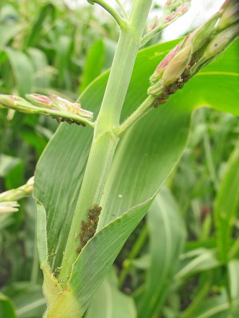 Злаковые тли (обыкновенная злаковая тля, большая злаковая тля, ячменная тля, черемухово-злаковая тля)