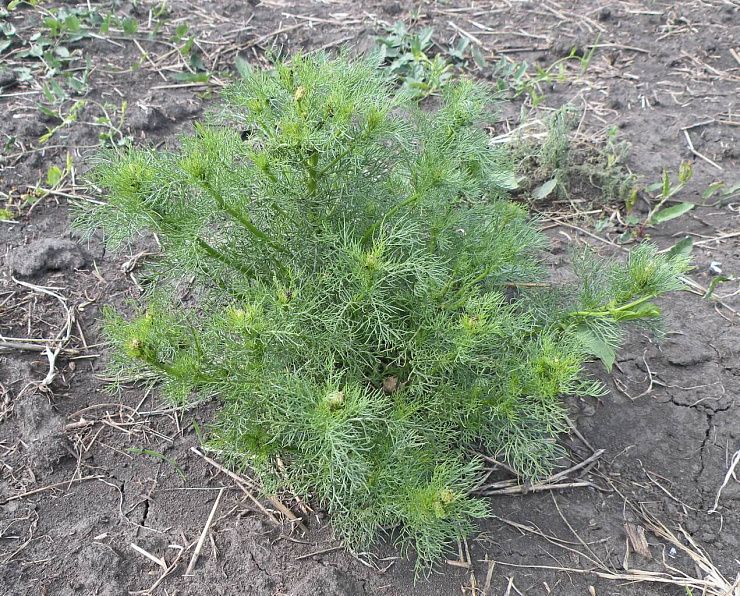 Ромашка непахучая (продырявленная, трехреберник)