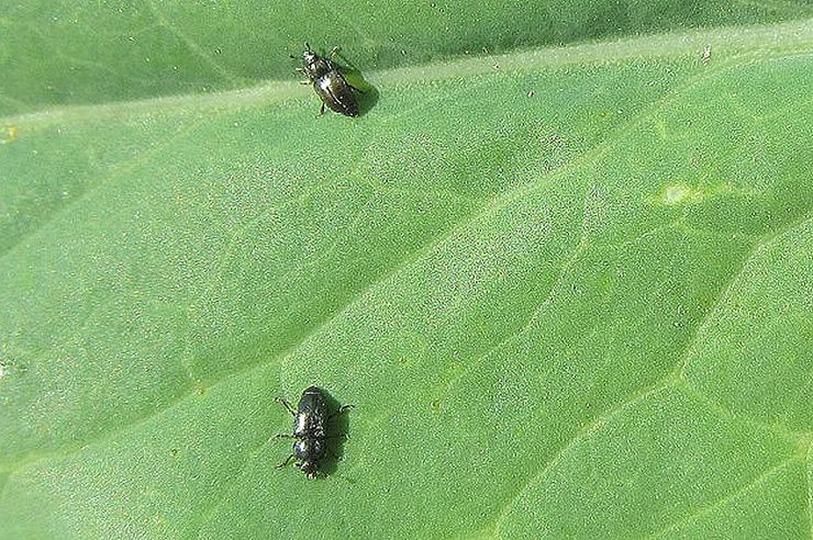 Рапсовый цветоед