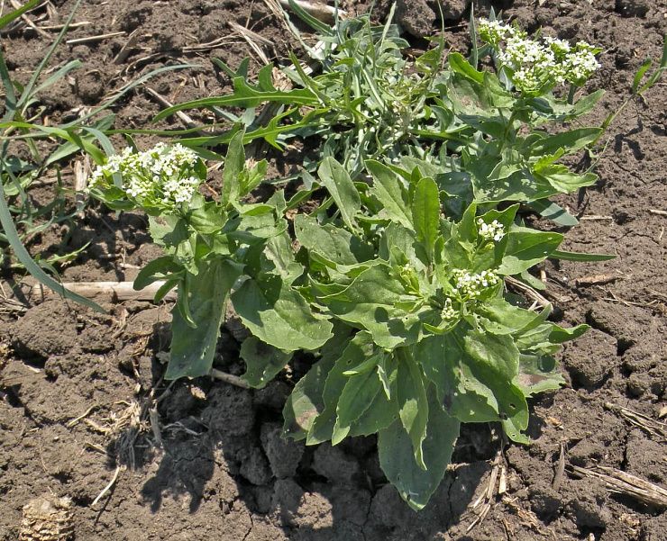 Кардария крупковидная