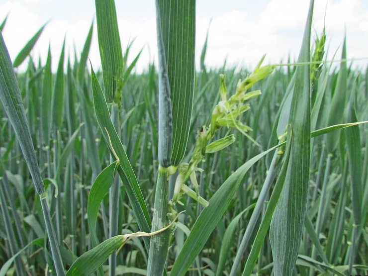 Оленка мохнатая