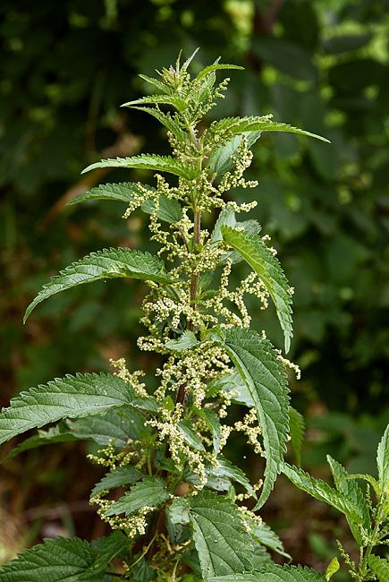 Крапива двудомная