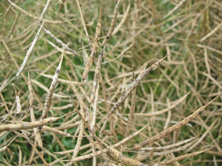 Альтернариоз (черная пятнистость) рапса