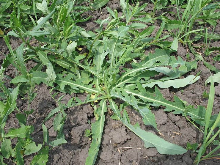 Латук (Молокан) татарский