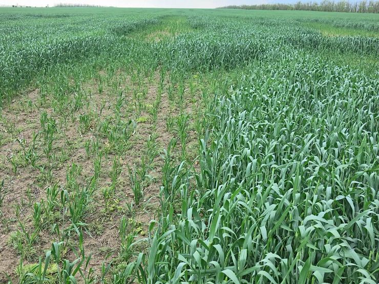 Хлебная жужелица