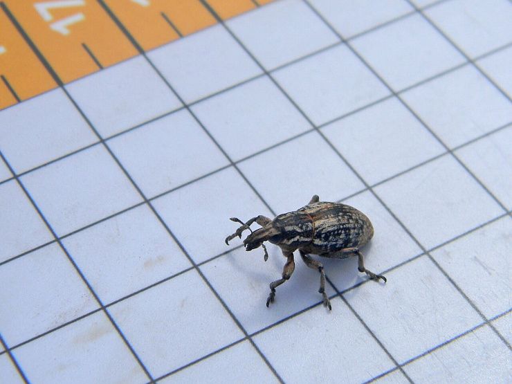 Люцерновый клубеньковый долгоносик