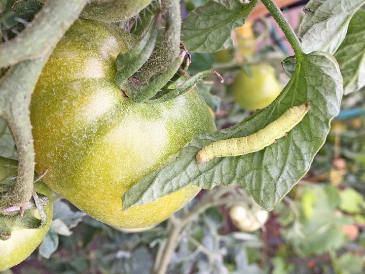 Огородная совка