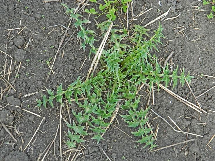 Чертополох, крючковатый, Термера (поникающий)