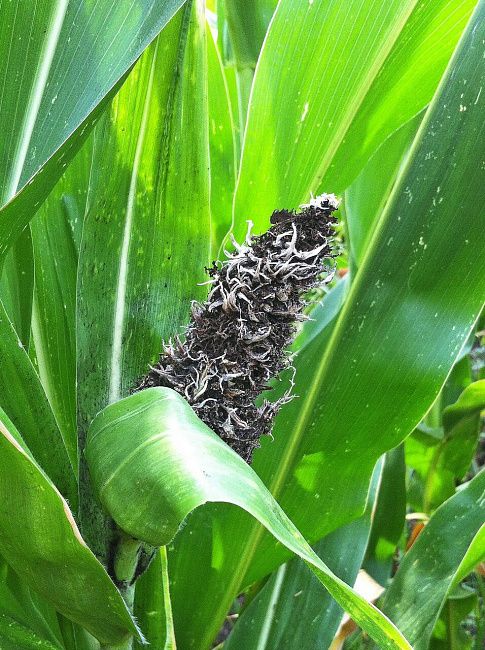 Пузырчатая головня кукурузы