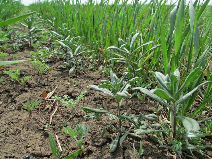 Воробейник полевой