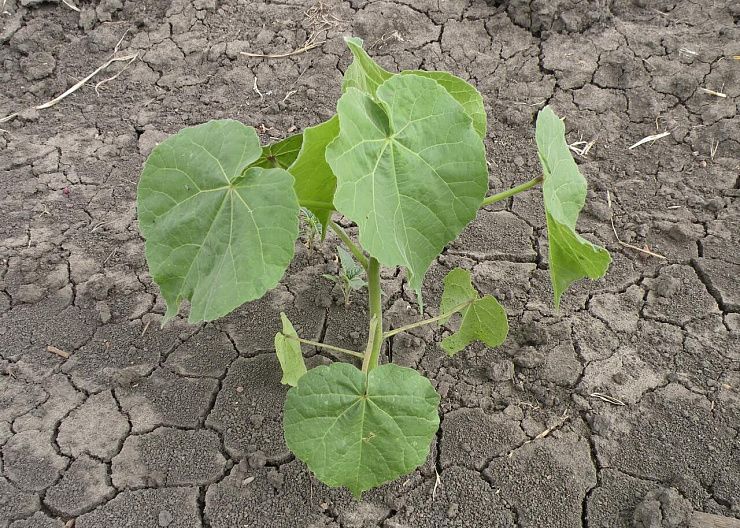 Канатник Теофраста