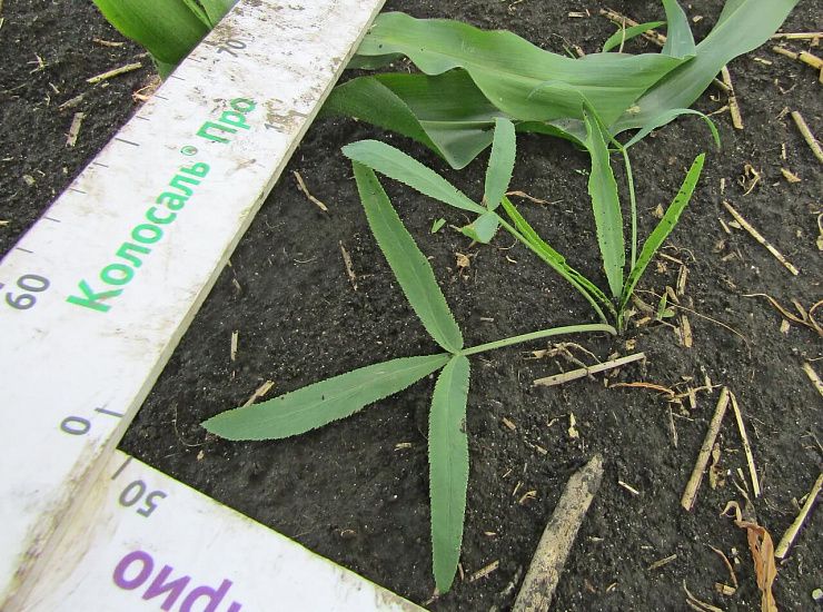 Резак обыкновенный