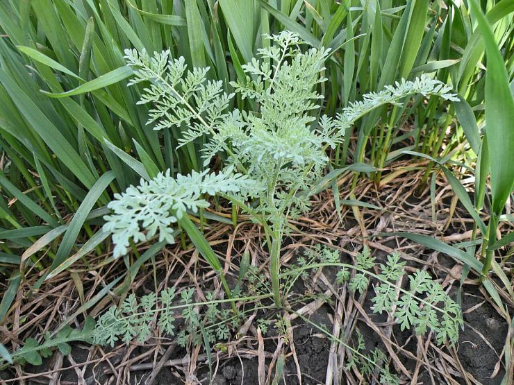 Дескурайния Софии