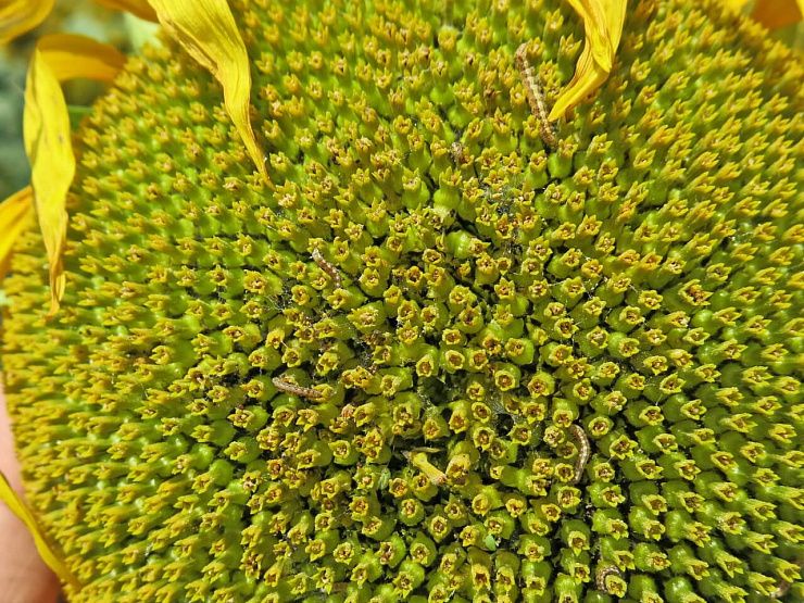 Луговой мотылек