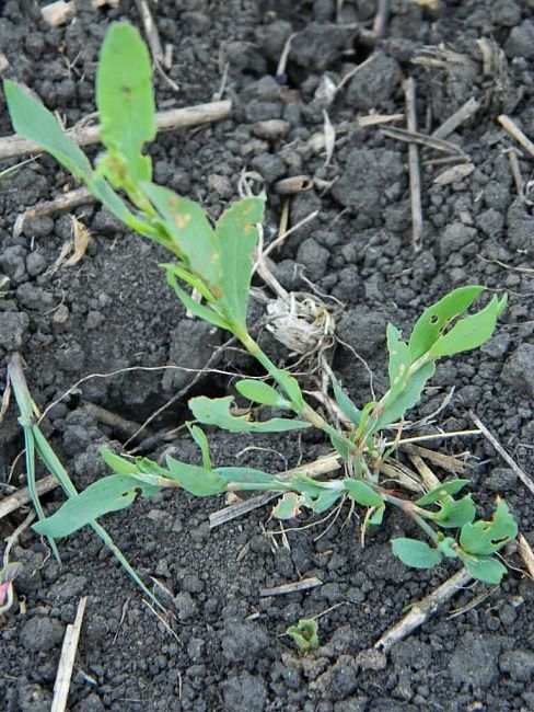 Горец птичий (спорыш), почечуйный, шероховатый