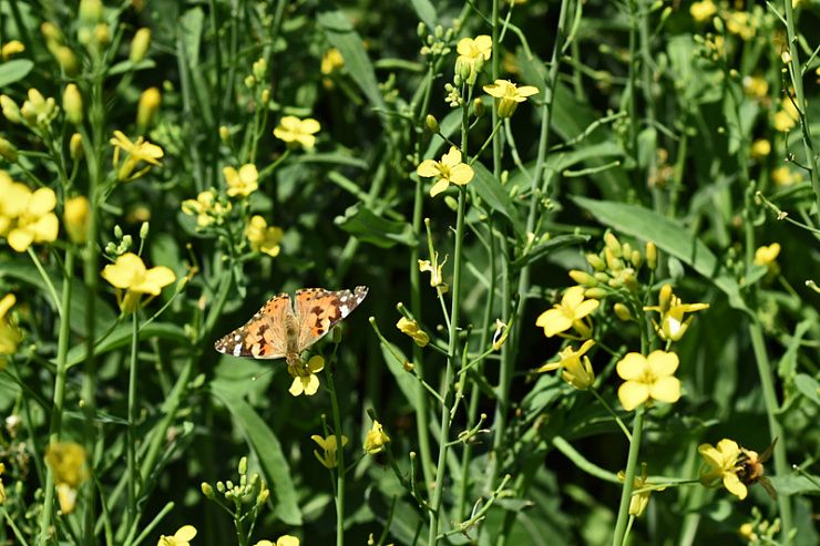 Репейница, или ванесса чертополоховая