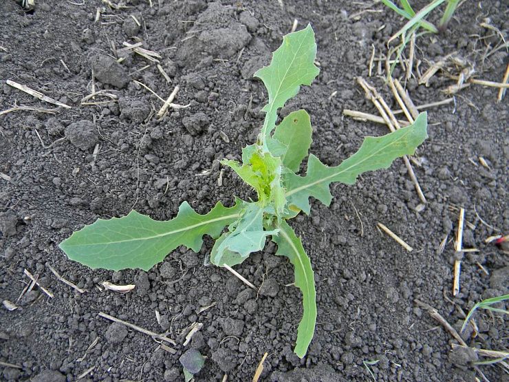 Латук дикий, компасный