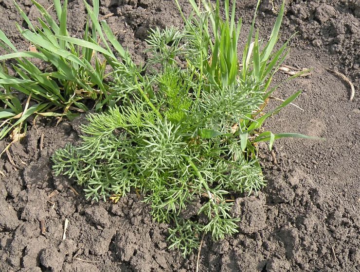 Ромашка непахучая (продырявленная, трехреберник)