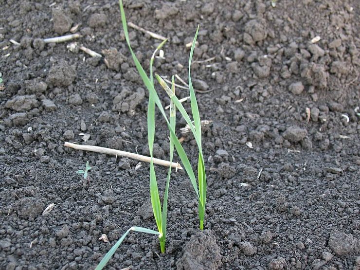 Овсюг пустой (овес пустой)