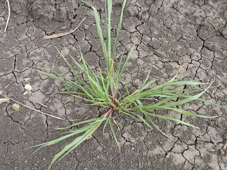 Просо куриное (ежовник обыкновенный)