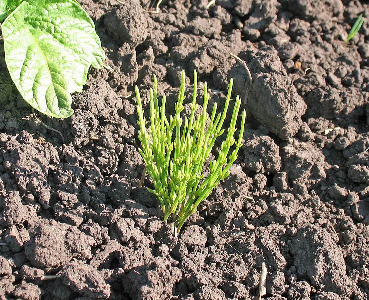 Хвощ полевой