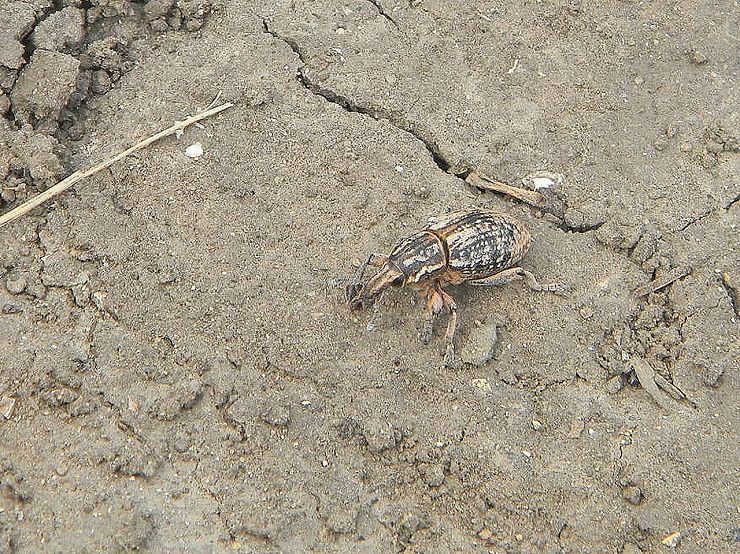 Люцерновый клубеньковый долгоносик