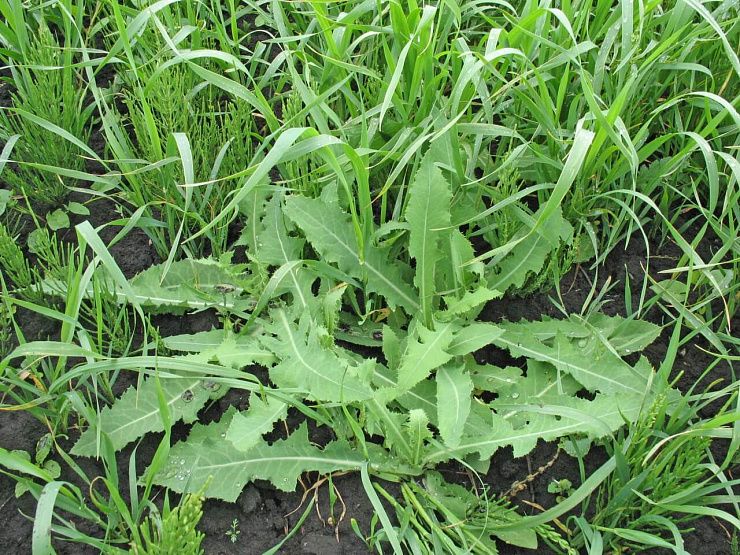 Латук дикий, компасный