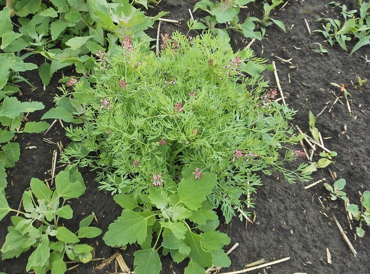 Дымянка Шлейхера