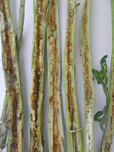 Стеблевой капустный скрытнохоботник