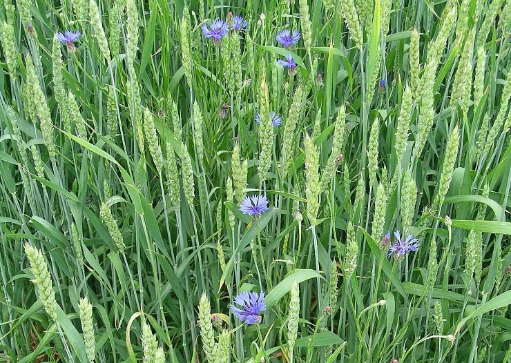 Василек синий