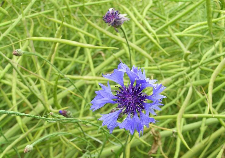 Василек синий