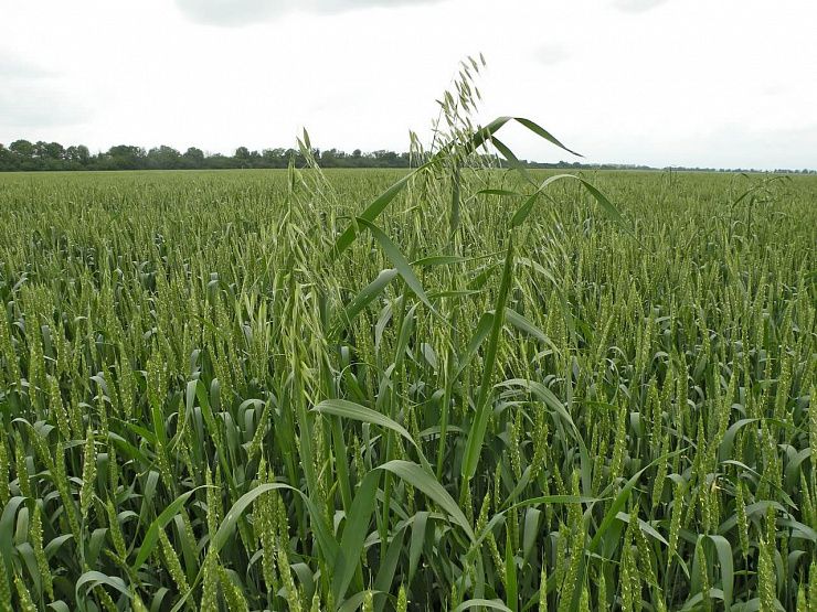 Овсюг пустой (овес пустой)