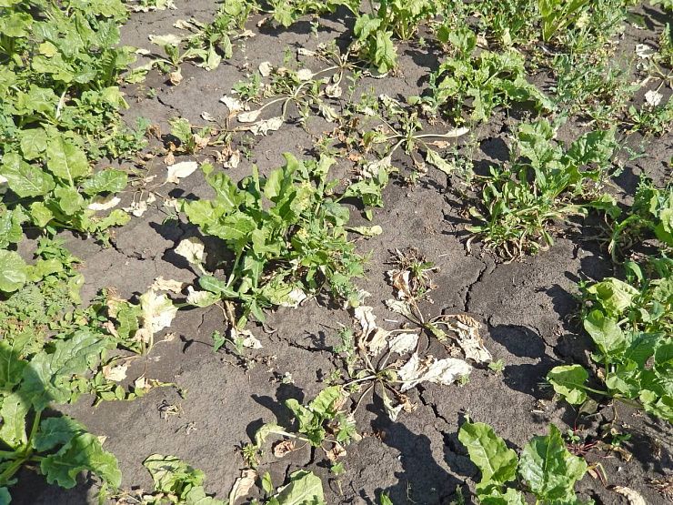 Фузариозная гниль свеклы